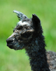 2011 Cria hours old.