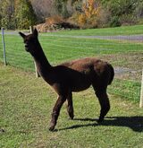 alpaca for sale