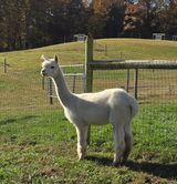 alpaca for sale