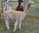 alpaca for sale