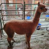 alpaca for sale