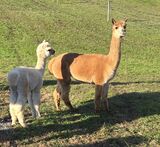 alpaca for sale