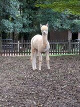 alpaca for sale