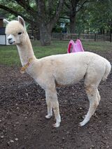 alpaca for sale