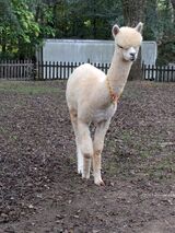 alpaca for sale