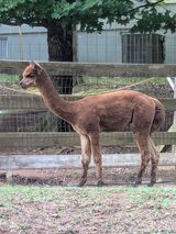 alpaca for sale