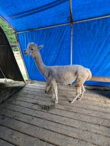 alpaca for sale