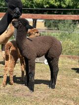 alpaca for sale