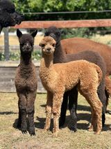 alpaca for sale