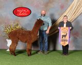 alpaca for sale