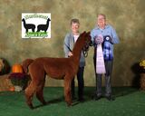 alpaca for sale