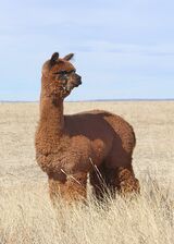 alpaca for sale