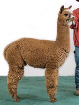 alpaca for sale