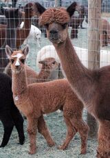 alpaca for sale