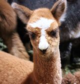 alpaca for sale