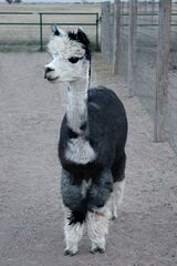 alpaca for sale