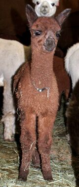 alpaca for sale