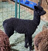 alpaca for sale