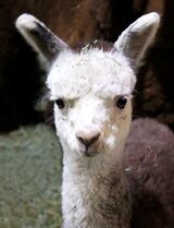 alpaca for sale