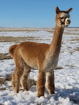 alpaca for sale