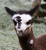 alpaca for sale