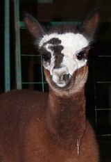 alpaca for sale