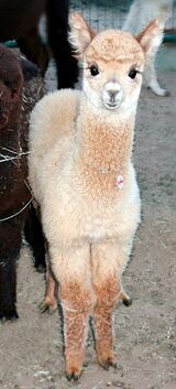 alpaca for sale