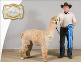 alpaca for sale