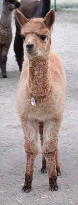 alpaca for sale