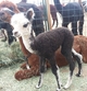 hours old -- pretty girl that all the other alpacas want to see.