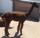 After WEIGHT LOSS, just shorn 5/10 (open) - she has alpaca 'curves' now!