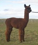 alpaca for sale