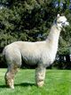 Silver Magnum - Mystery's Sire