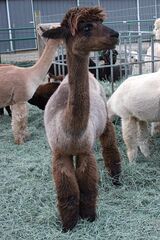 alpaca for sale