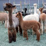 alpaca for sale