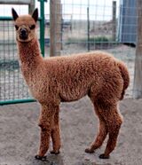 alpaca for sale