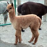 alpaca for sale