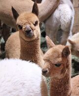 alpaca for sale