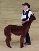 1st & Reserve at the 2014 ABR Fall Festival -- herewaiting for her class to show