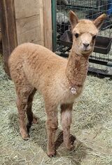 alpaca for sale