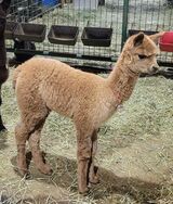 alpaca for sale