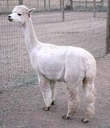 alpaca for sale