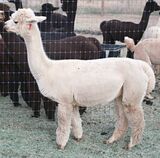 alpaca for sale