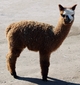 alpaca for sale