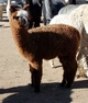 alpaca for sale