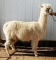 052812 - just before shearing, very pregnant