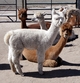 Carlie w/ Valor -- her beige 2011 cria sired by Crescent Moon's Gear Jammer!