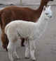 Carlie's 2012 cria, Leader -- the first cria of Judge's Choice, Mile High's Toulouse-Lautrec