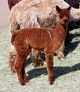 Carlie's 2014 cria, Marshal -- a fantastic cria by Patagonia's Ernesto