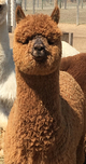 alpaca for sale